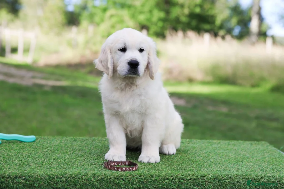 Golden Retriever dogs for sale: Beautiful KC Registered golden retriever puppies - Advert 7