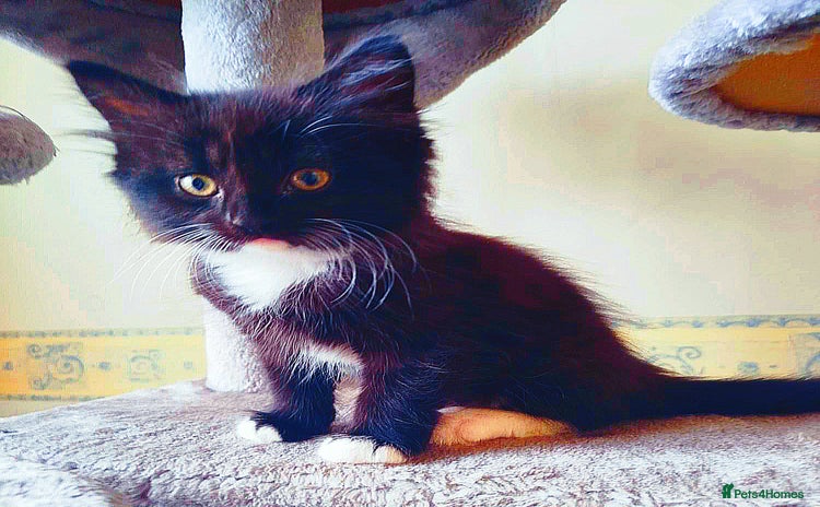 Mixed Breed cats - Advert 16