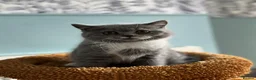 British Shorthair cats for sale: 🐾British Shorthair Kittens GCCF Registered🐾 - Advert 26