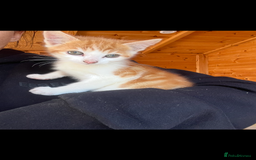 Mixed Breed cats for sale: Two boy kittens  - Image 3