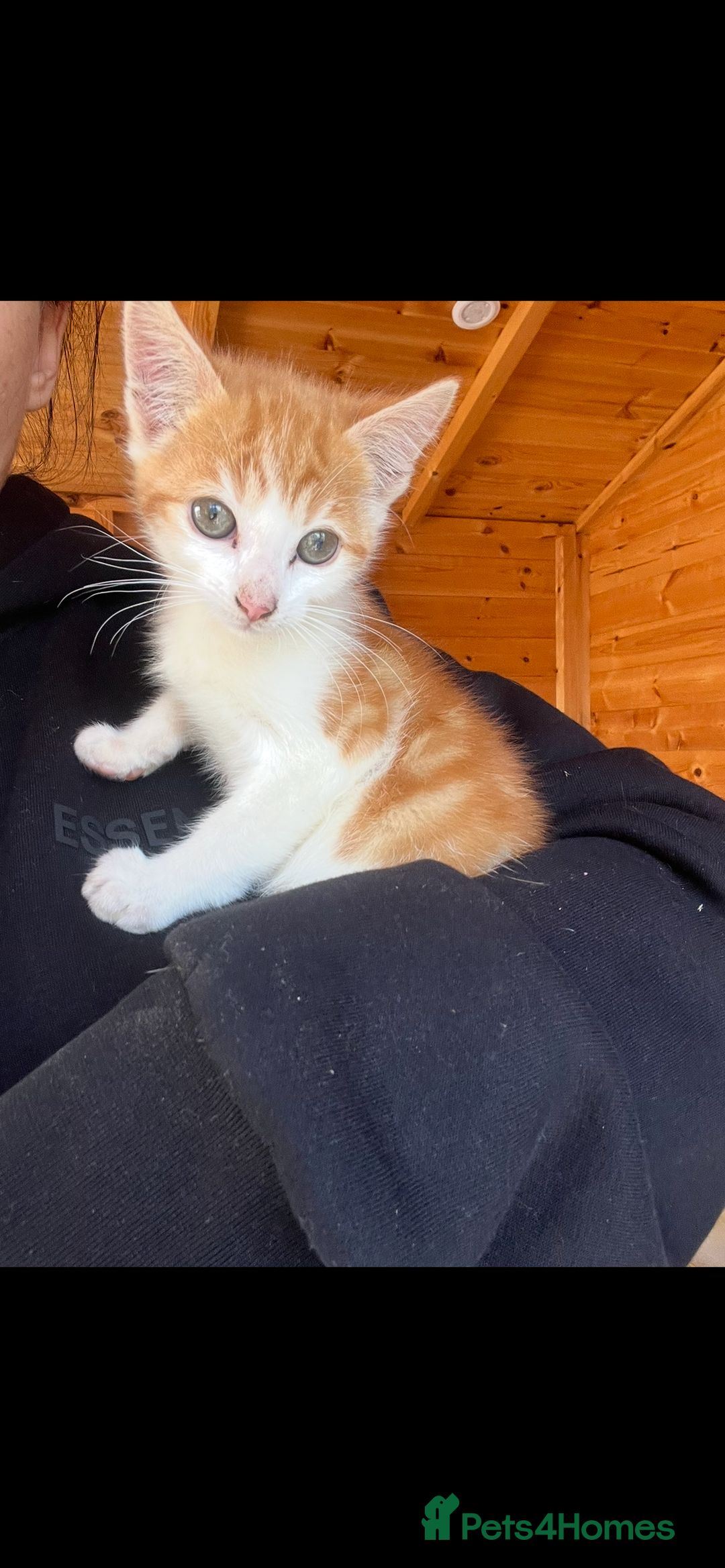 Mixed Breed cats for sale: Two boy kittens  - Image 3