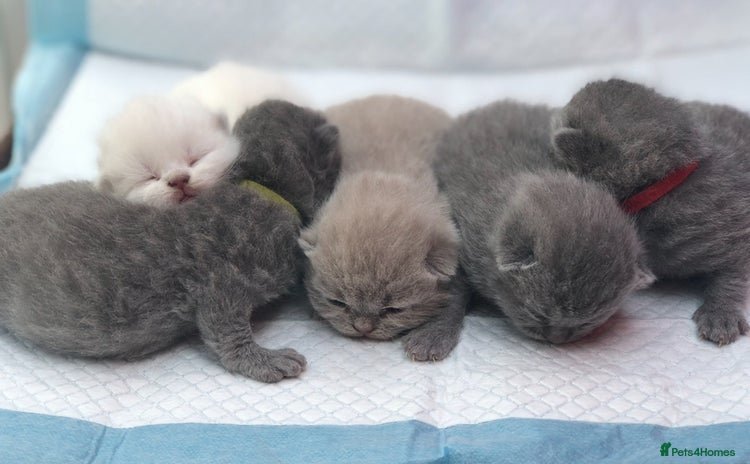 British Shorthair cats - Advert 12