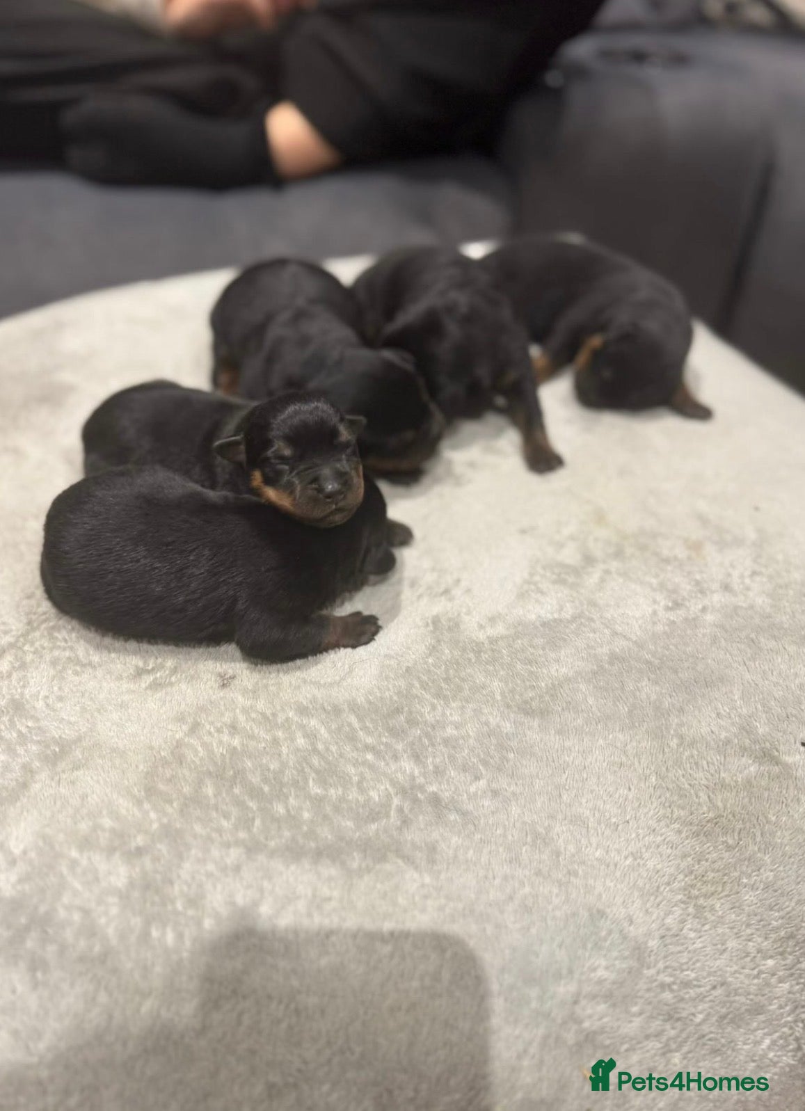 Rottweiler dogs Female Rottwieler - Roma  - Advert 2