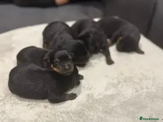 Rottweiler dogs Female Rottwieler - Roma - Advert 2