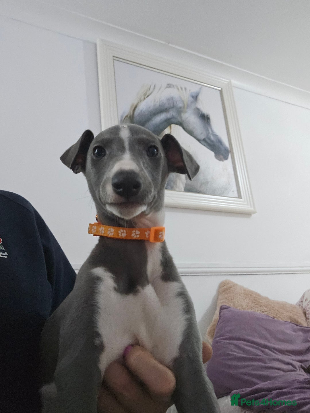 Whippet dogs for sale: KENNEL CLUB WHIPPETS  - Advert 29