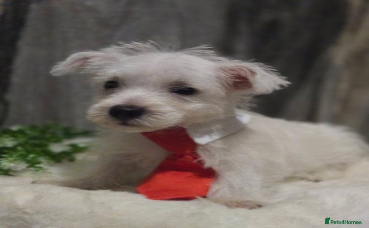 West Highland Terrier dogs - Advert 4