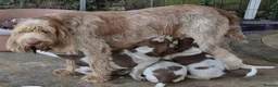 Italian Spinone dogs for sale: Brown Roan female Italian Spinone   - Advert 1