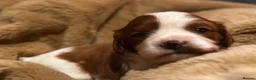 Cavapoo dogs for sale: Ready to leave this week  - Advert 19