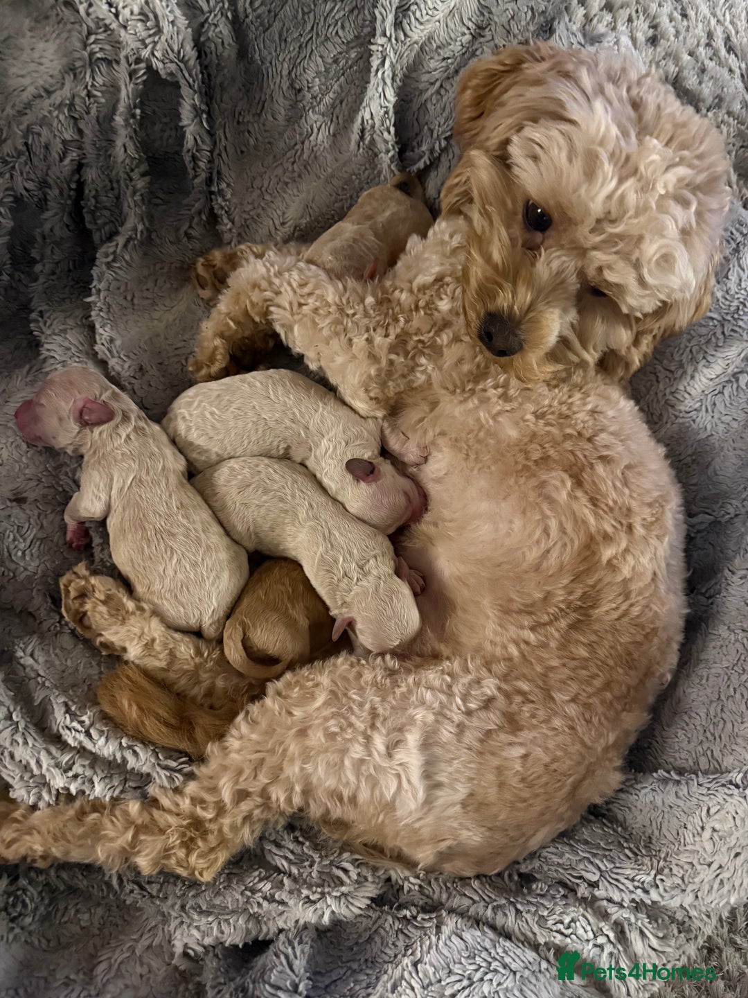 Maltipoo dogs for sale: Real life teddy bears 🧸  - Advert 3