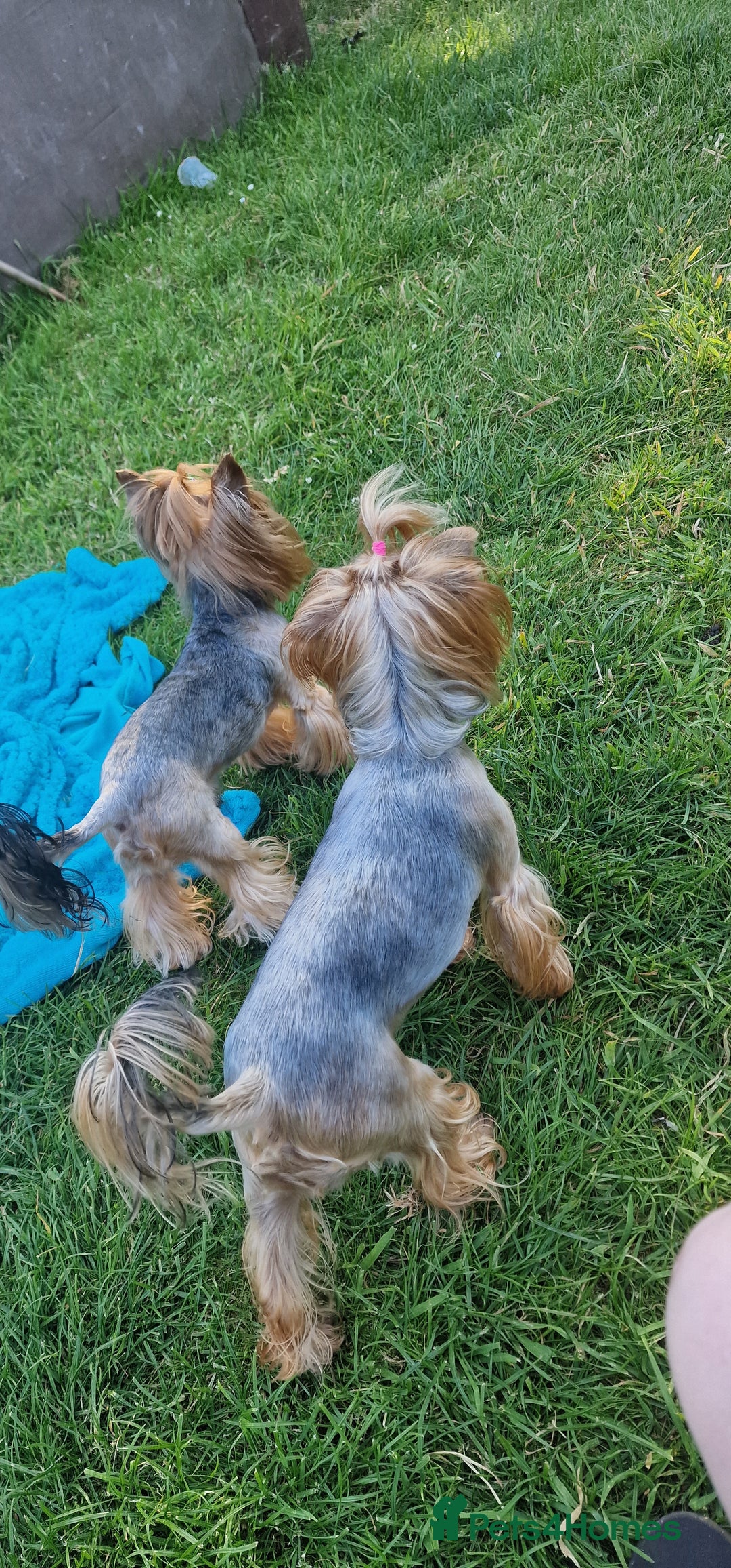 Yorkshire Terrier dogs for sale: Adult York Terrier for sale  - Image 4