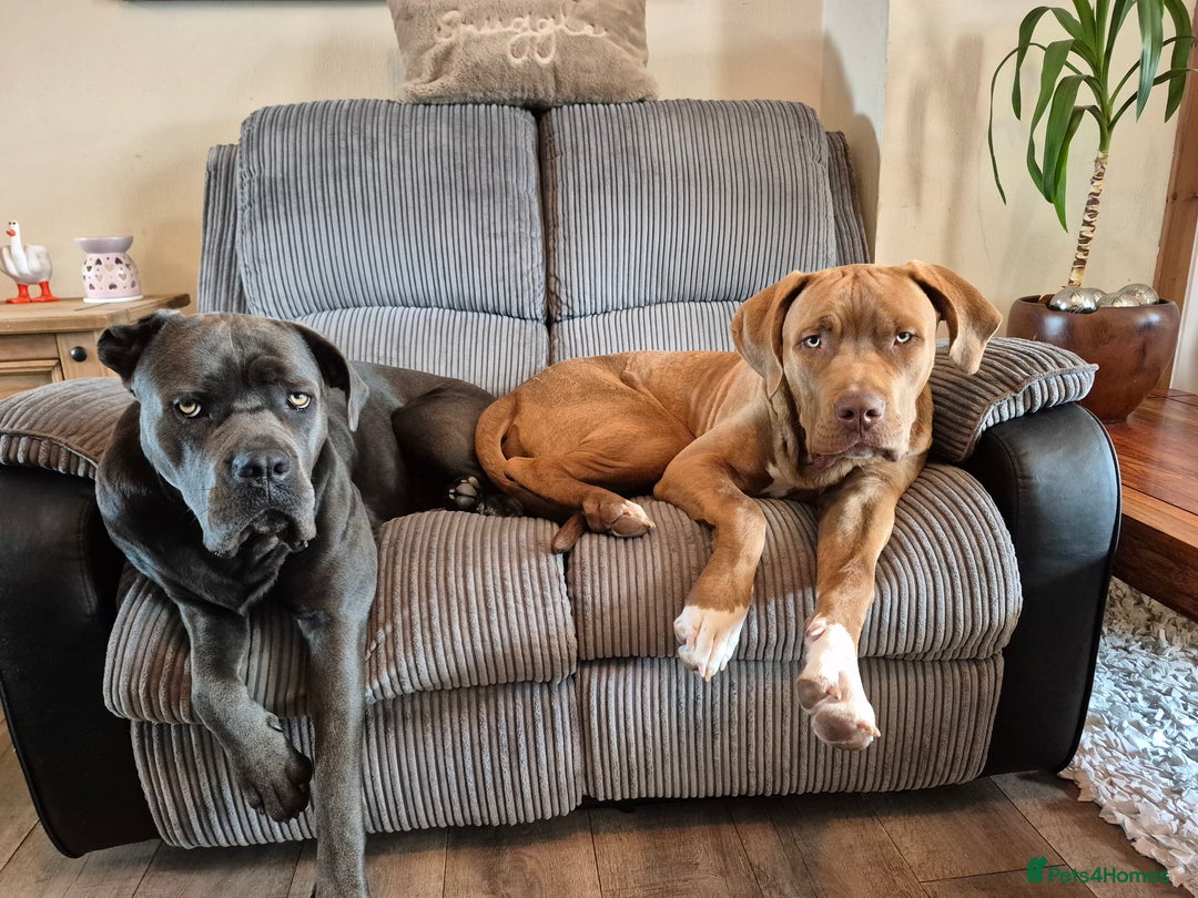 Cane Corso dogs for sale: Cane Corso Pups  - Image 11