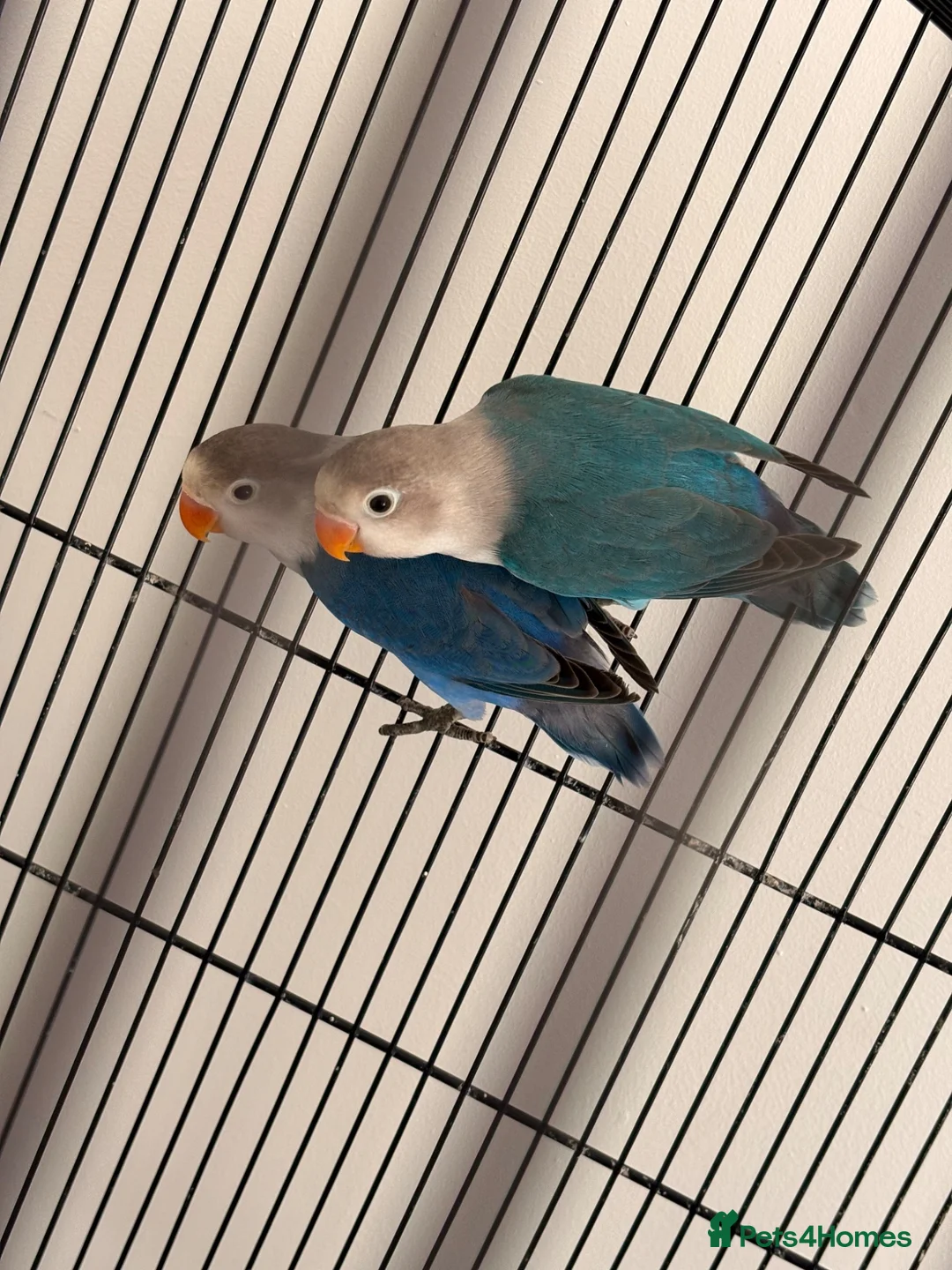 Lovebirds birds for sale: Two bonded Beautiful LoveBirds need forever home - Advert 1