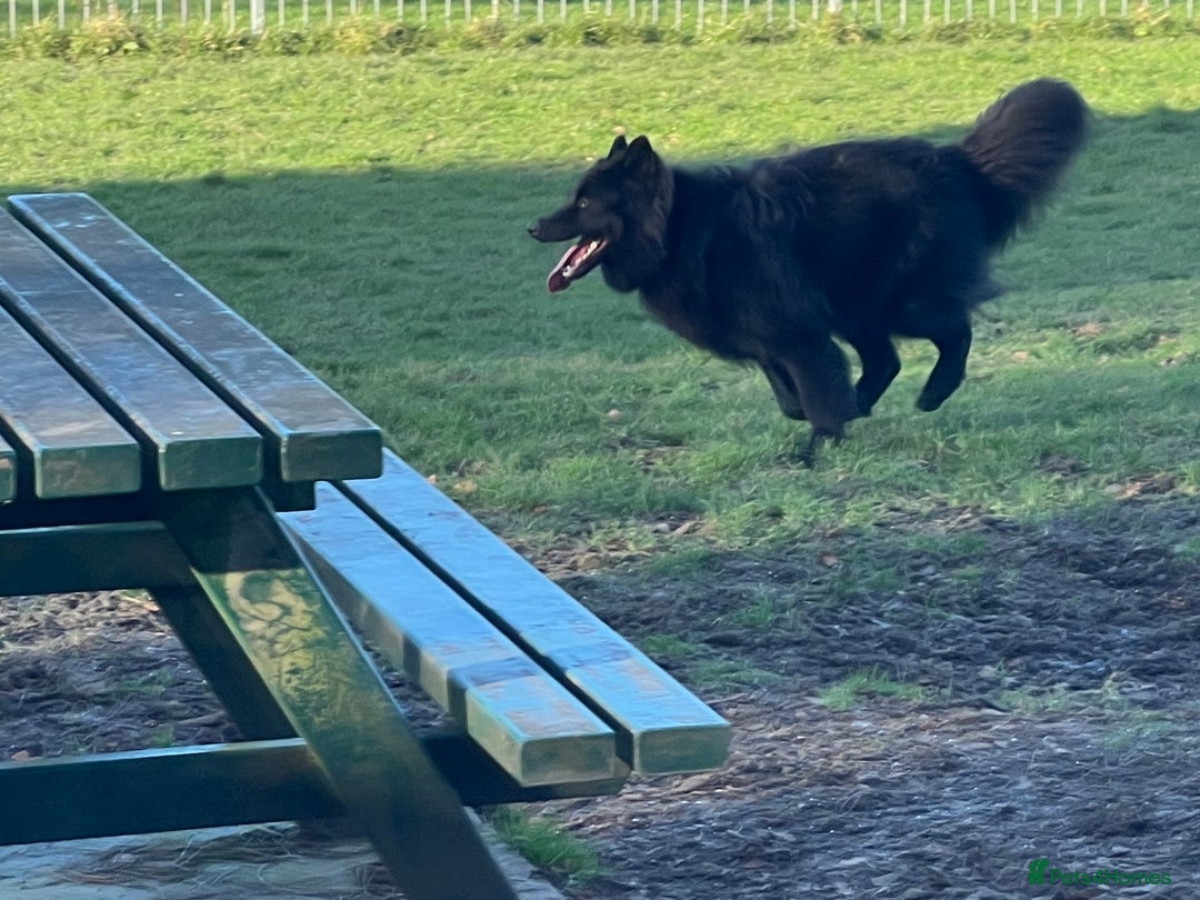 German Shepherd dogs for stud: Solid Black Long Coat German Shepherd Dog at Stud - Advert 10