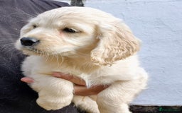 Golden Retriever dogs for sale: Dakota Sport Retriever Puppies Ready Now - Image 4