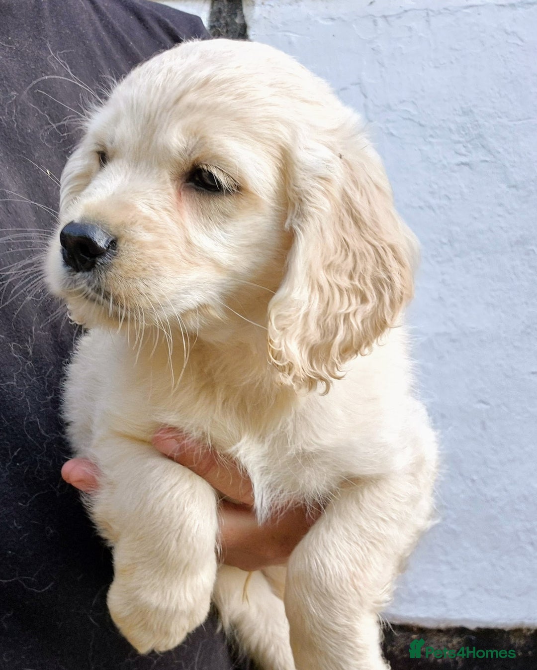 Golden Retriever dogs for sale: Dakota Sport Retriever Puppies Ready Now - Image 4