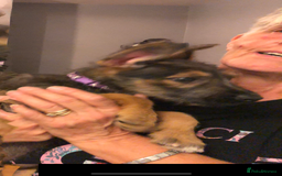 Mixed Breed dogs for sale: Stunning Wheaton bull cross girls - Image 9