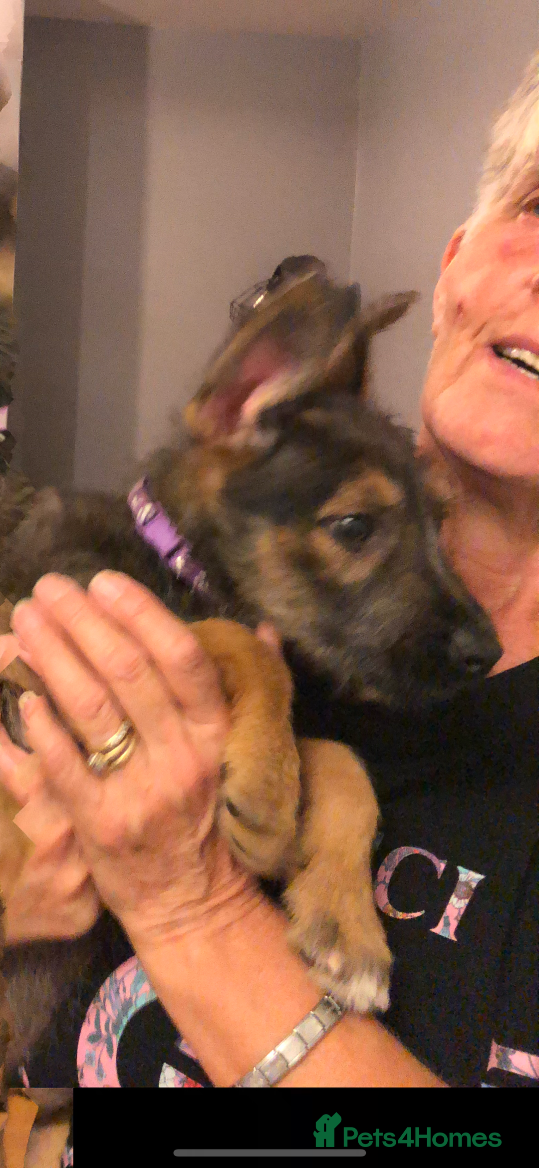 Mixed Breed dogs for sale: Stunning Wheaton bull cross girls - Image 9