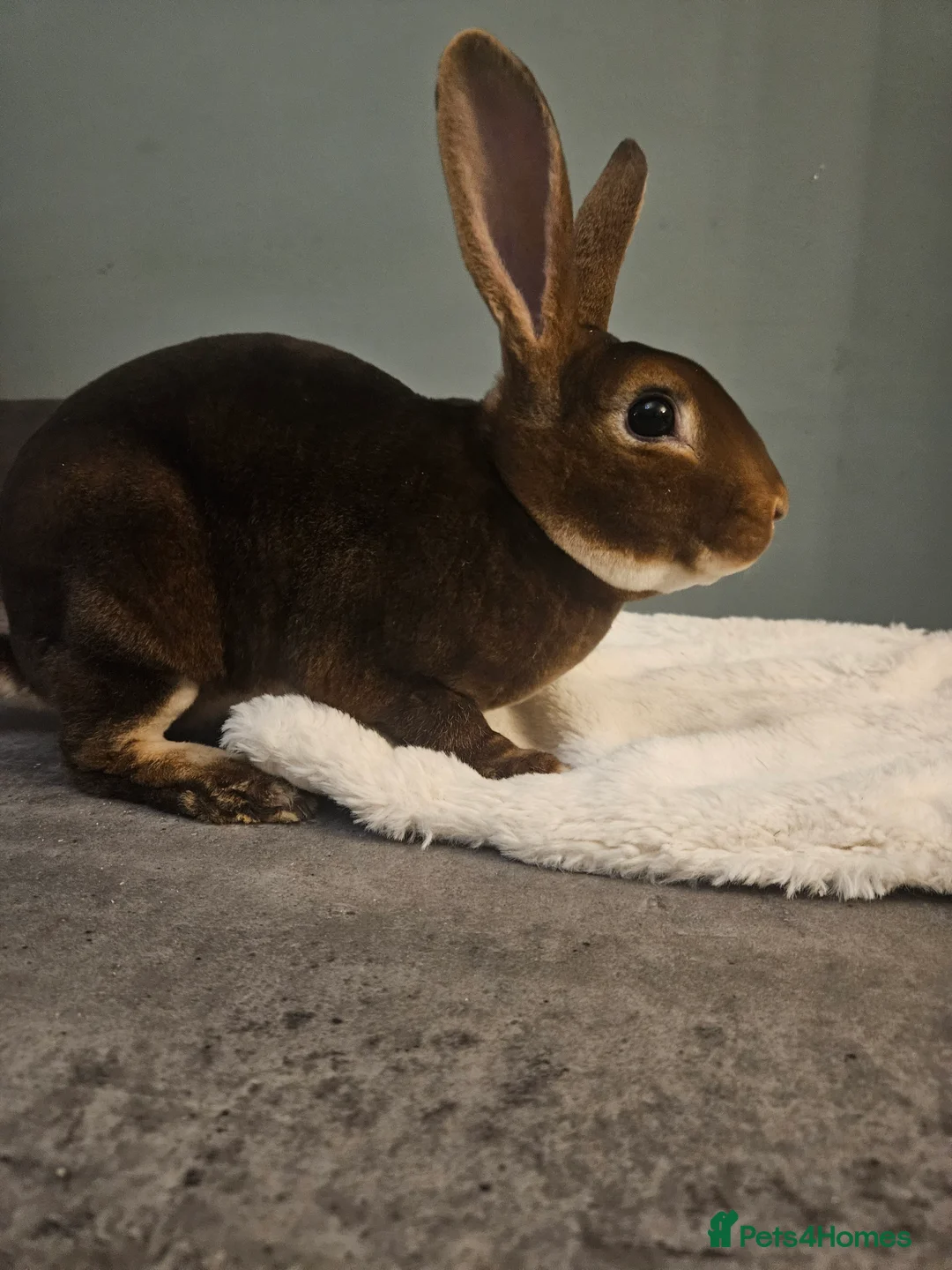 Rex rabbits for sale: Purebred Chocolate Otter Mini Rex buck 12 weeks  - Advert 17