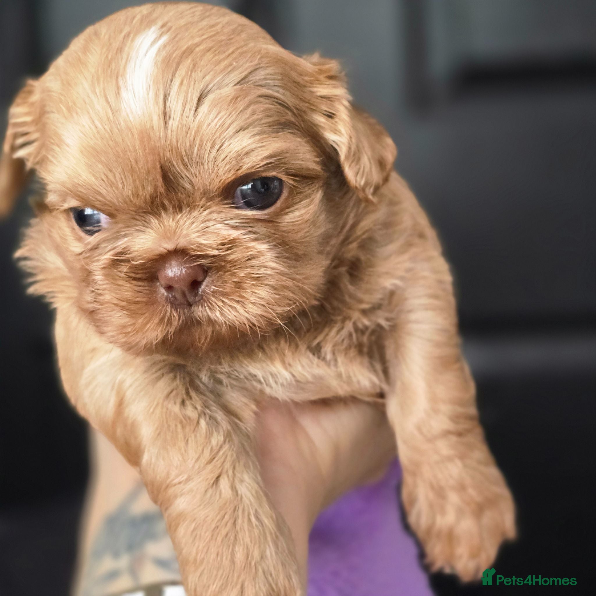 Shih Tzu dogs Stunning Imperial Shihtzu Puppies  - Advert 3