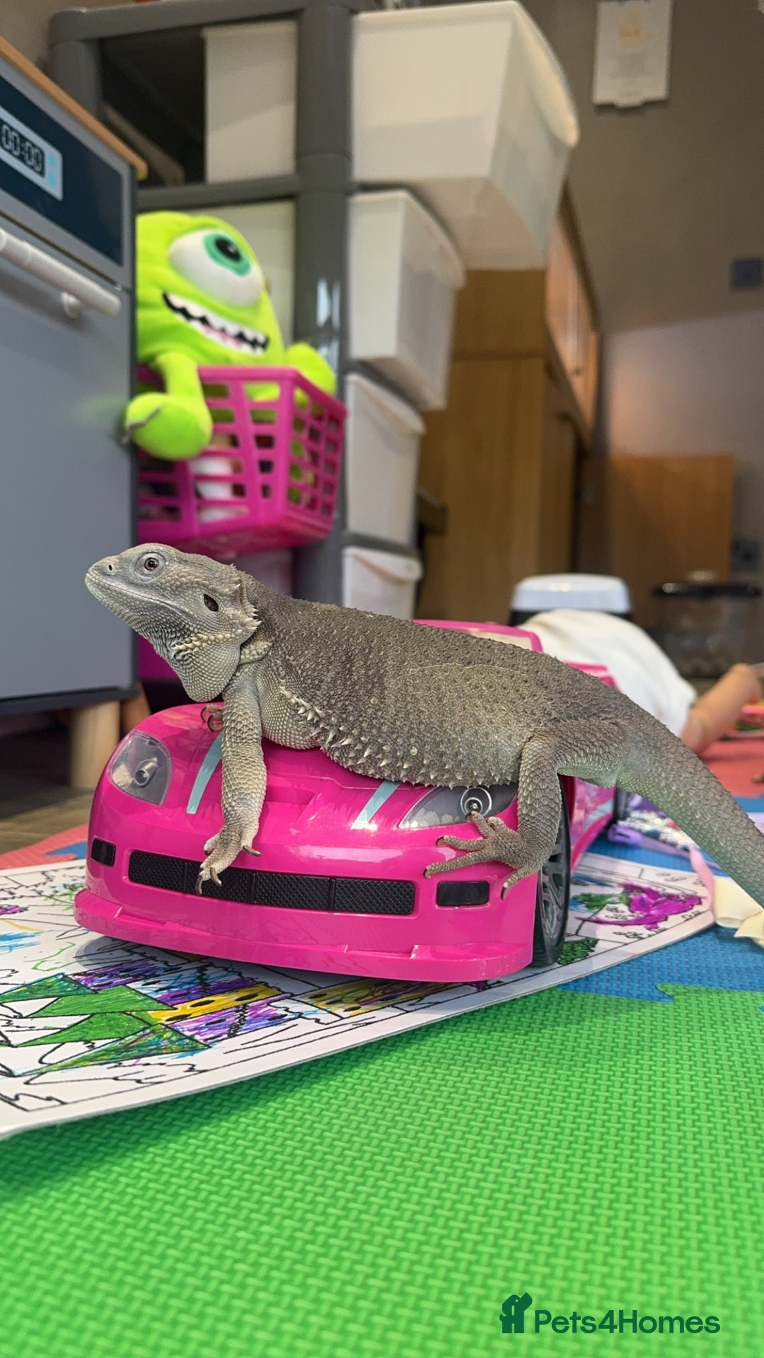 Bearded Dragon reptiles for sale: Zero Bearded Dragon - Image 7