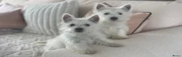 West Highland Terrier dogs for sale: Royal kennel club registered west highland white  - Advert 6
