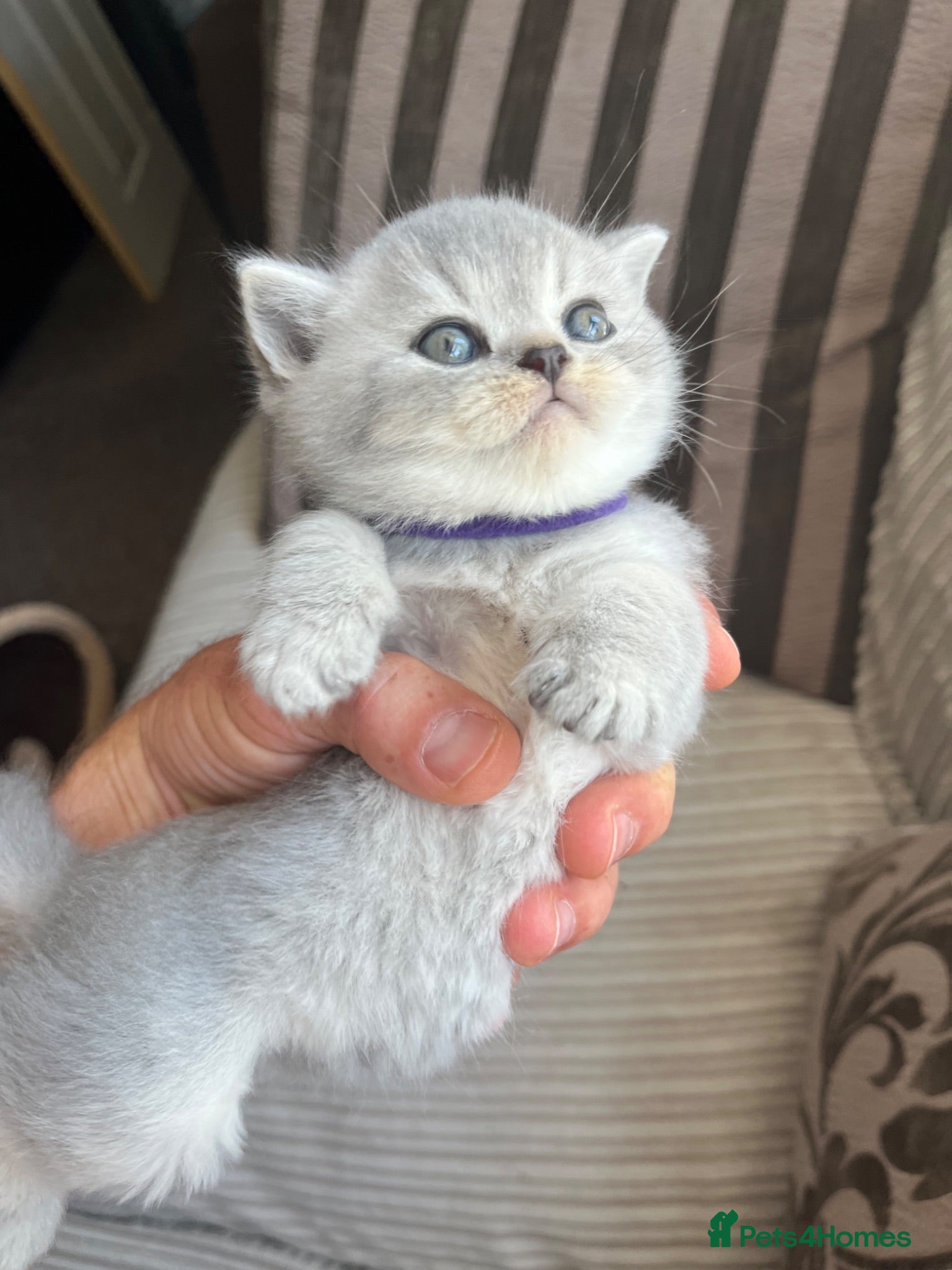 British Shorthair cats Imperial Grand Champion Parent & Grandparents. - Advert 17
