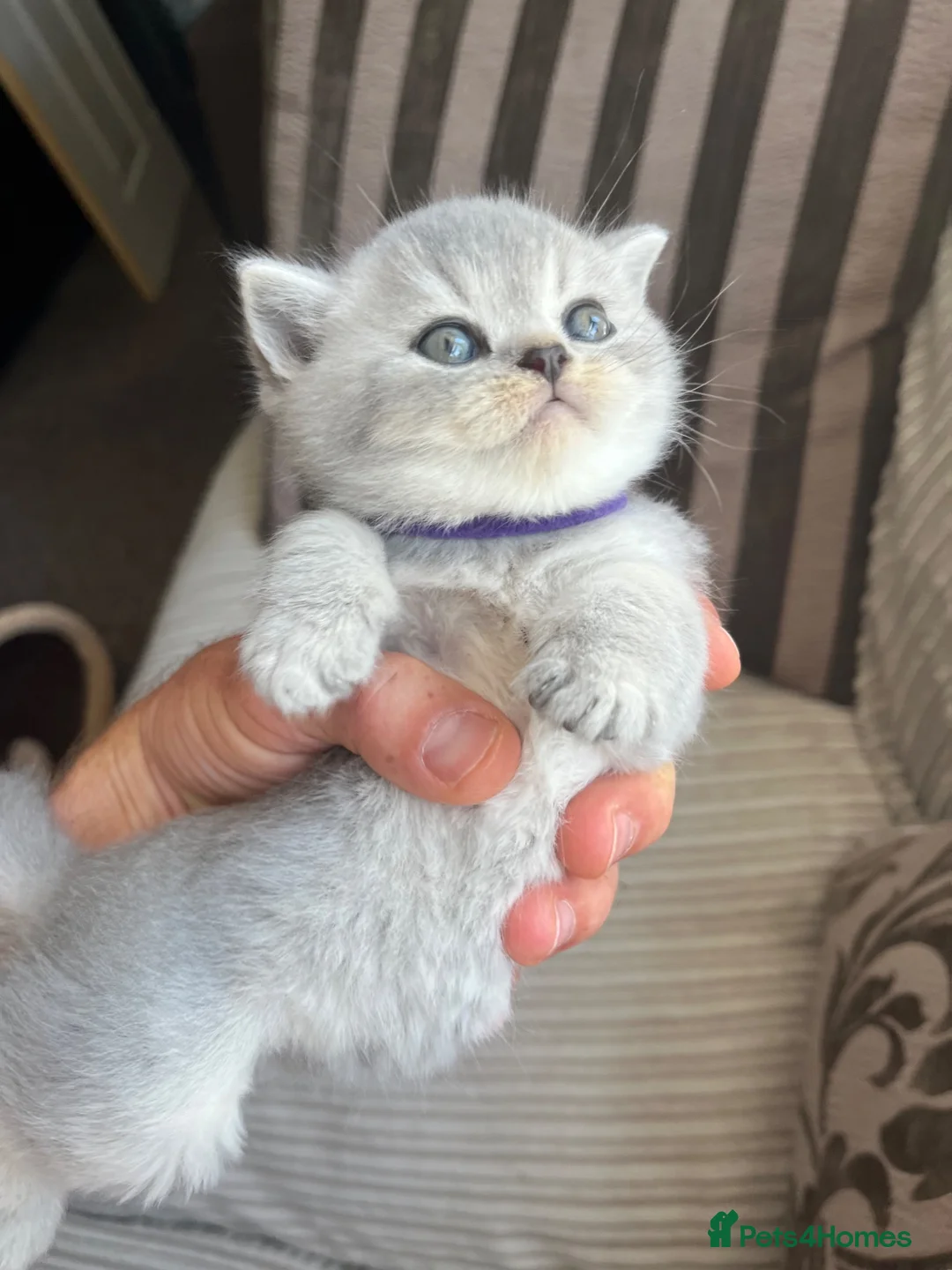 British Shorthair cats for sale: Imperial Grand Champion Parent & Grandparents. - Advert 1