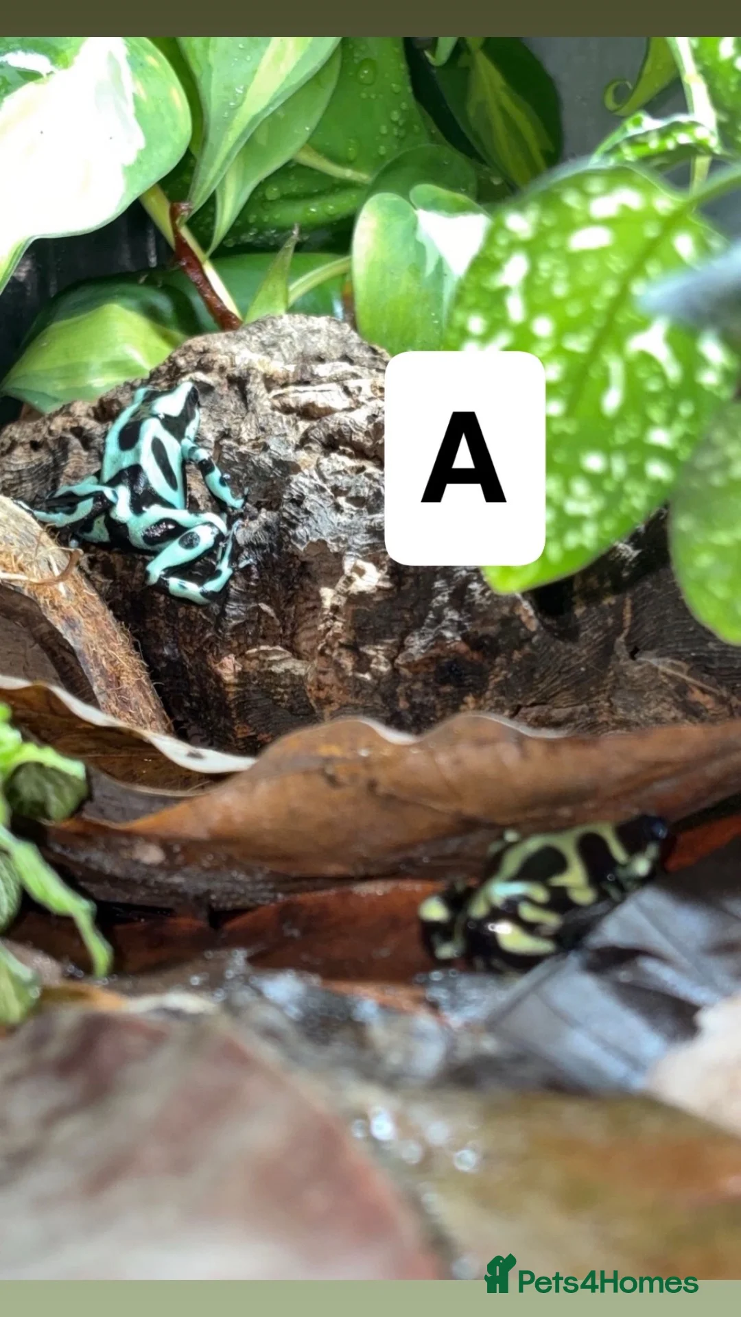 Frog reptiles for sale: Posion Dart frogs and whites tree frog  - Advert 2