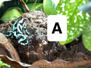 Frog reptiles Posion Dart frogs and whites tree frog - Advert 2