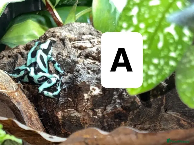 Frog reptiles Posion Dart frogs and whites tree frog - Advert 2