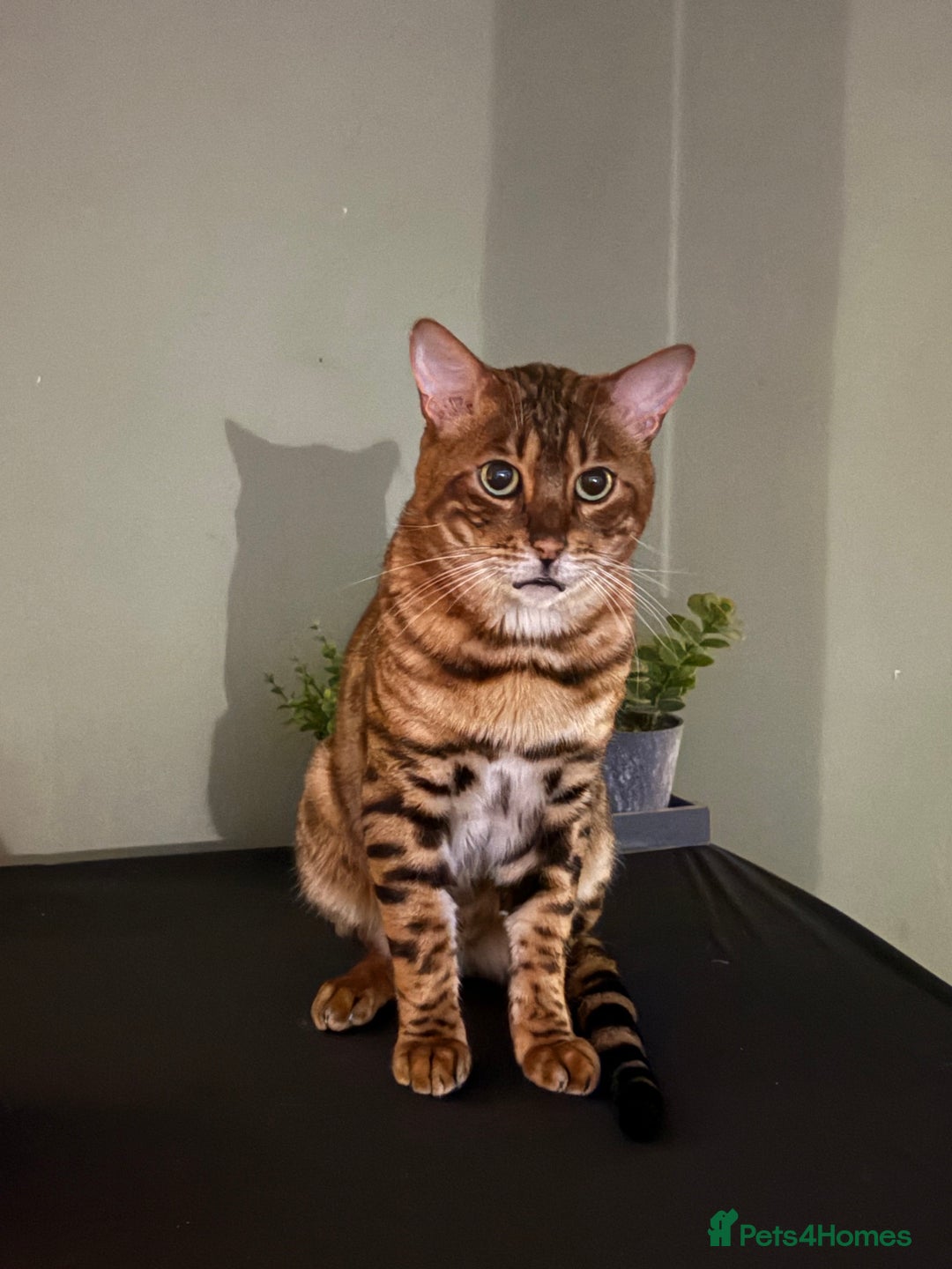 Bengal cats for sale: Male Bengal  - Image 2