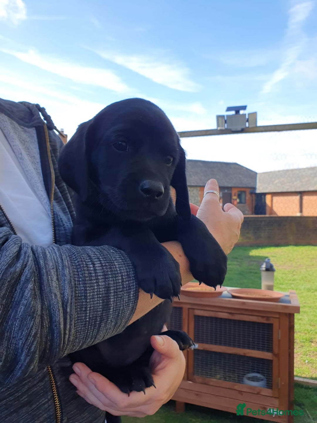 Labrador Retriever dogs for sale: Labrador Puppies  - Image 15