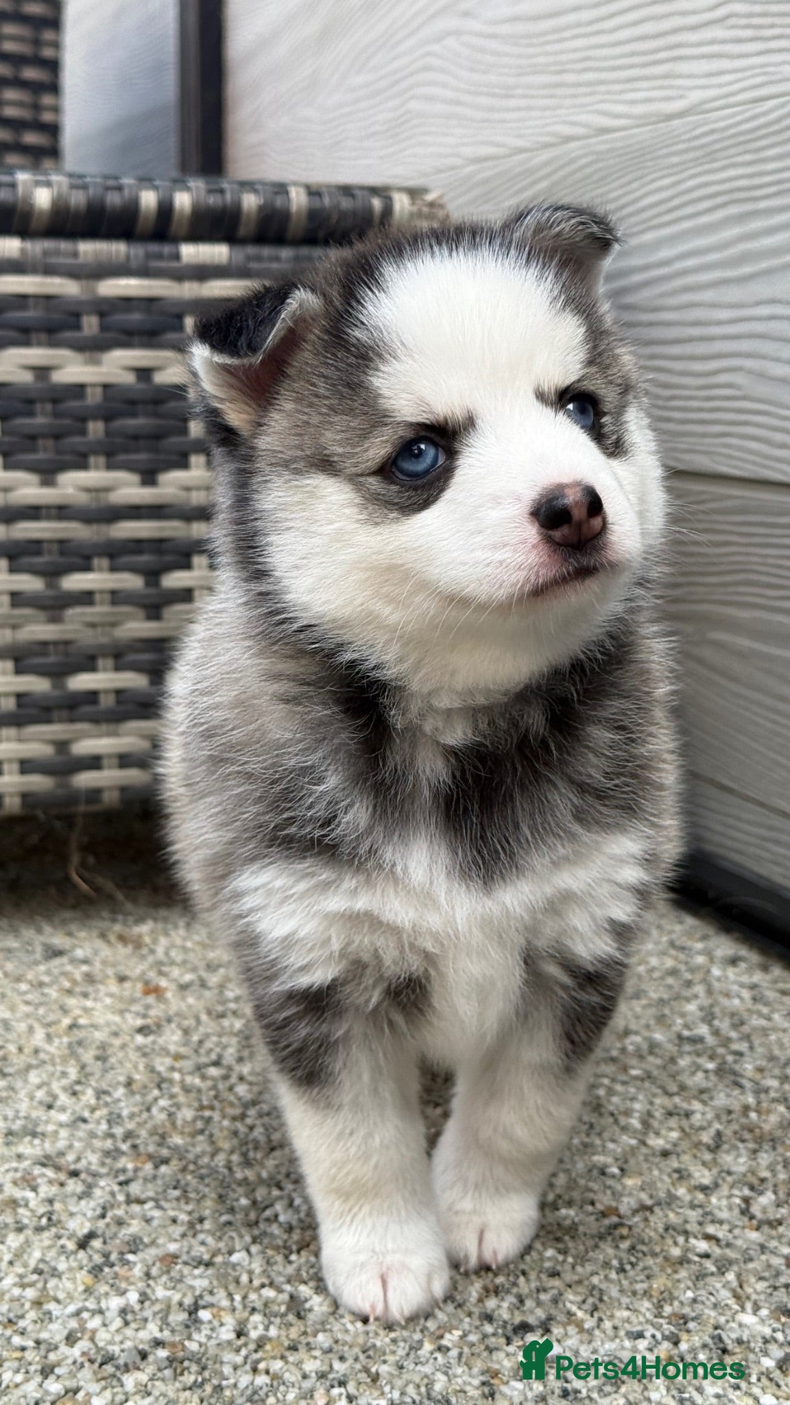 Pomsky dogs F4 Pomsky Puppies  - Advert 2