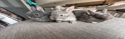 Netherland Dwarf rabbits for sale: Lovely Netherlands dwarf baby rabbits. - Advert 1