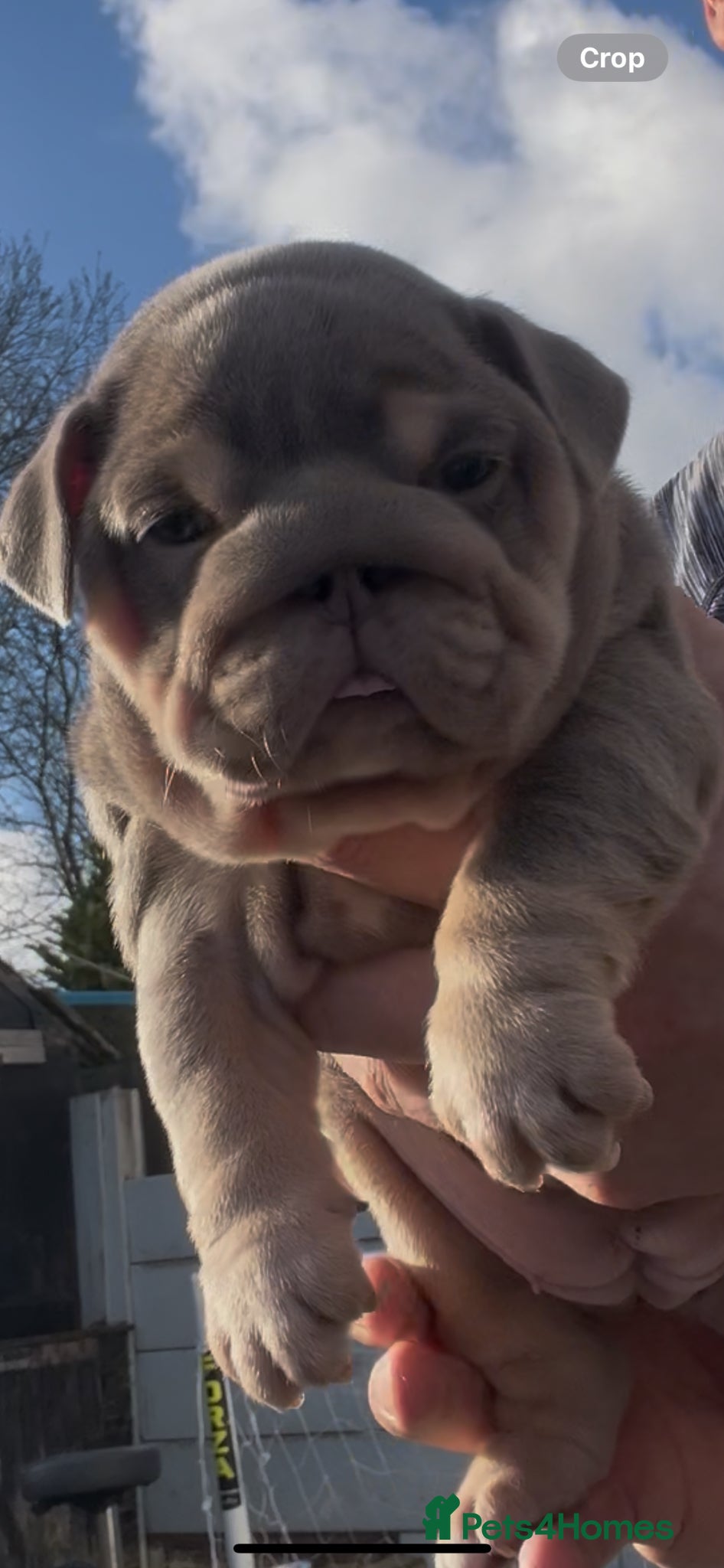 English Bulldog dogs HOGWARTS LITTER- CHUNKY LILAC BULLDOG PUPPIES 🐾  - Advert 6