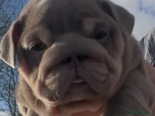 English Bulldog dogs HOGWARTS LITTER- CHUNKY LILAC BULLDOG PUPPIES 🐾 - Advert 6
