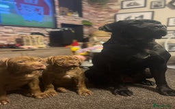 Mixed Breed dogs for sale: cane corso x mastiff pups for sale - Image 24