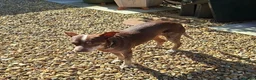 Mixed Breed dogs for adoption: Benji - Fakenham Norfolk  in Fakenham - Advert 4