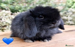 Mini Lop rabbits for sale: Beautiful friendly Mini lops babies x 2 - Image 5