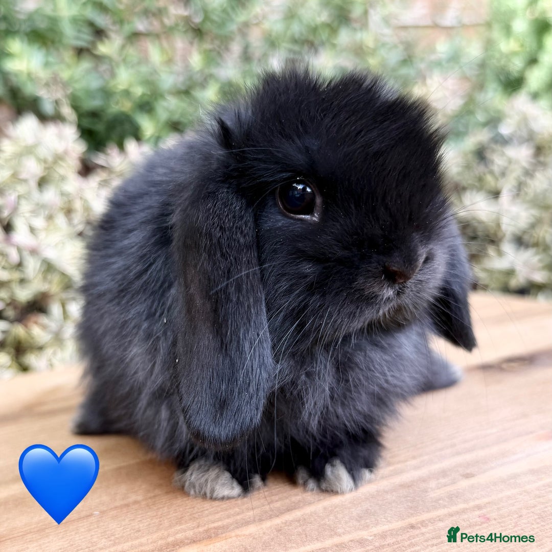 Mini Lop rabbits for sale: Beautiful friendly Mini lops babies x 2 - Image 5
