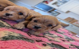 Cavachon dogs for sale: 2 Gorgeous Cavachons left🩷🩷 - Image 5