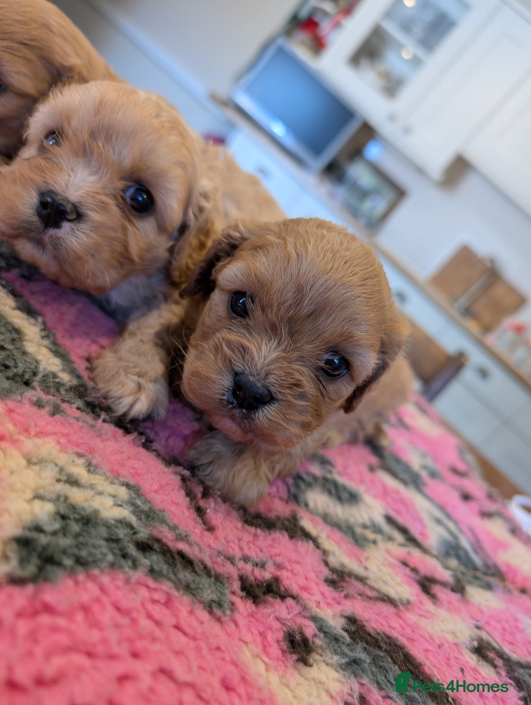 Cavachon dogs for sale: 2 Gorgeous Cavachons left🩷🩷 - Image 5