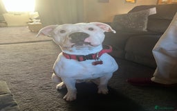 American Bull Staffy dogs for sale: Eight month old American Bull Staffy - Image 2