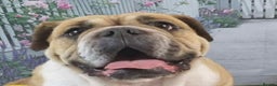 English Bulldog dogs for adoption: LACY 4yr old English Bulldog - Advert 2