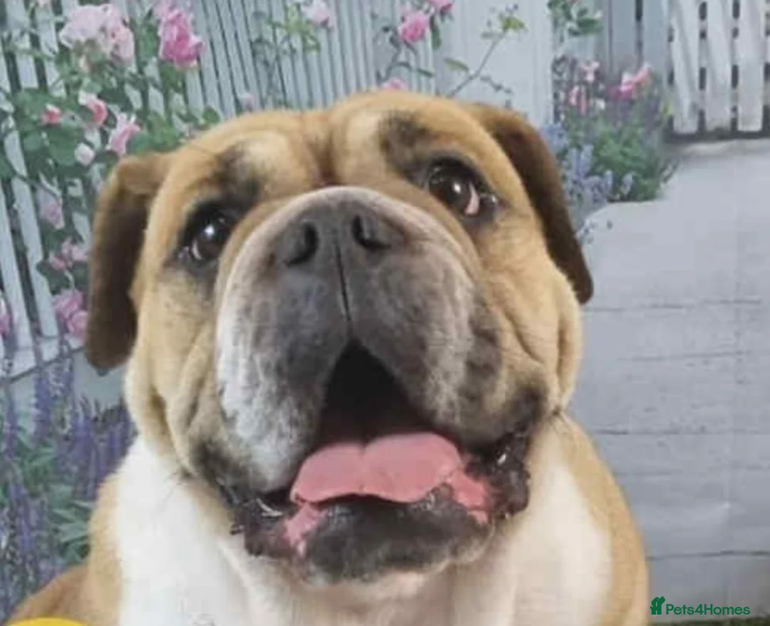 English Bulldog dogs for adoption: LACY 4yr old English Bulldog - Advert 2