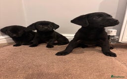 Labrador Retriever dogs for sale: Fabulous Labrador puppies  - Advert 13