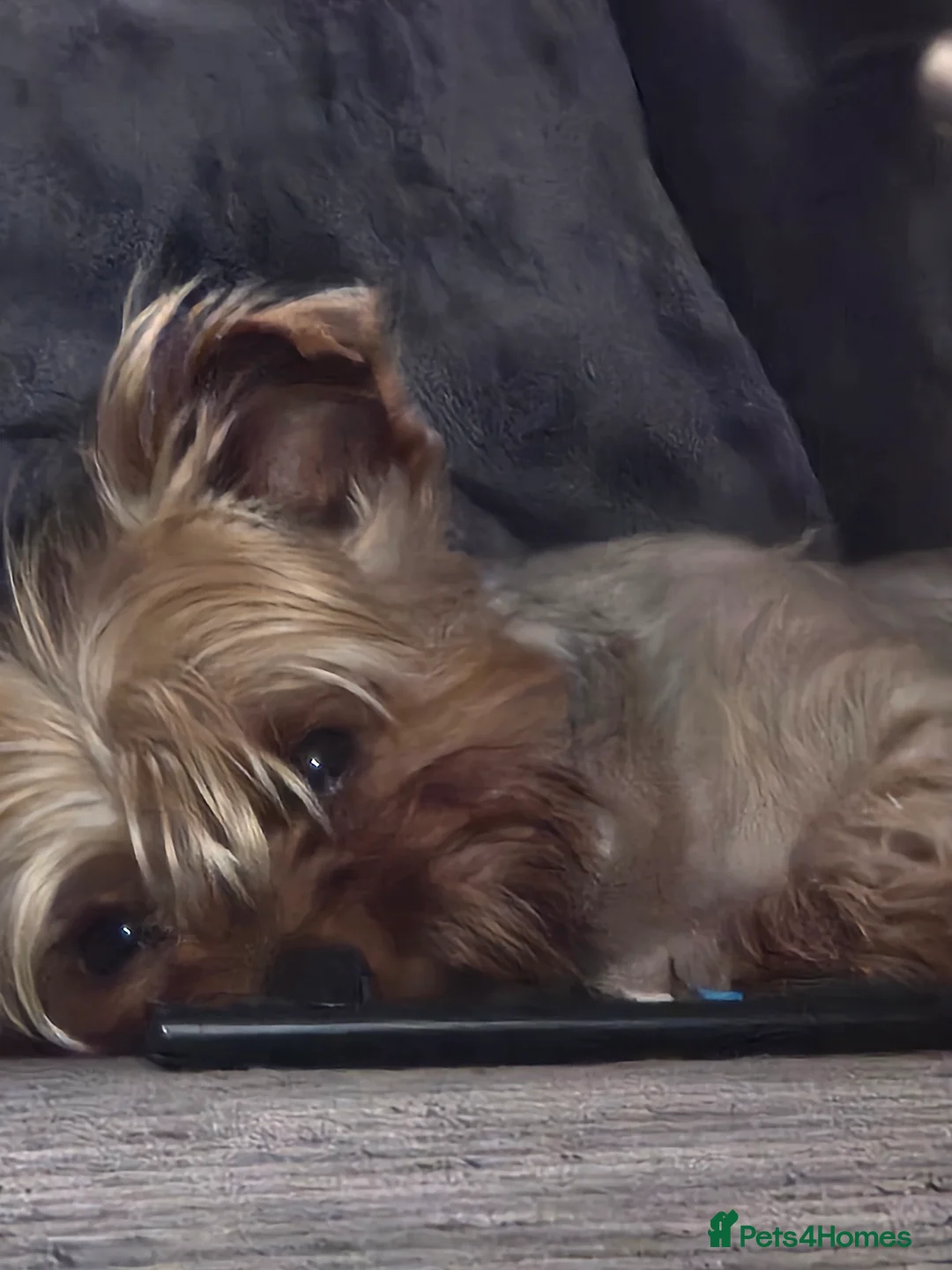 Yorkshire Terrier dogs for stud: 4 year old Yorksire terrier for stud in Southend-on-Sea - Advert 6