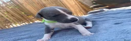 Whippet dogs for sale: Beautiful Blue & White Whippet Puppies - Advert 10