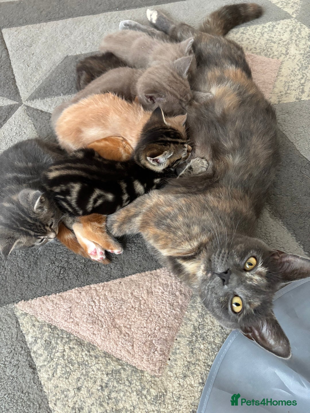Maine Coon cats for sale: 7 Maine Coon x Bengal kittens - Image 19