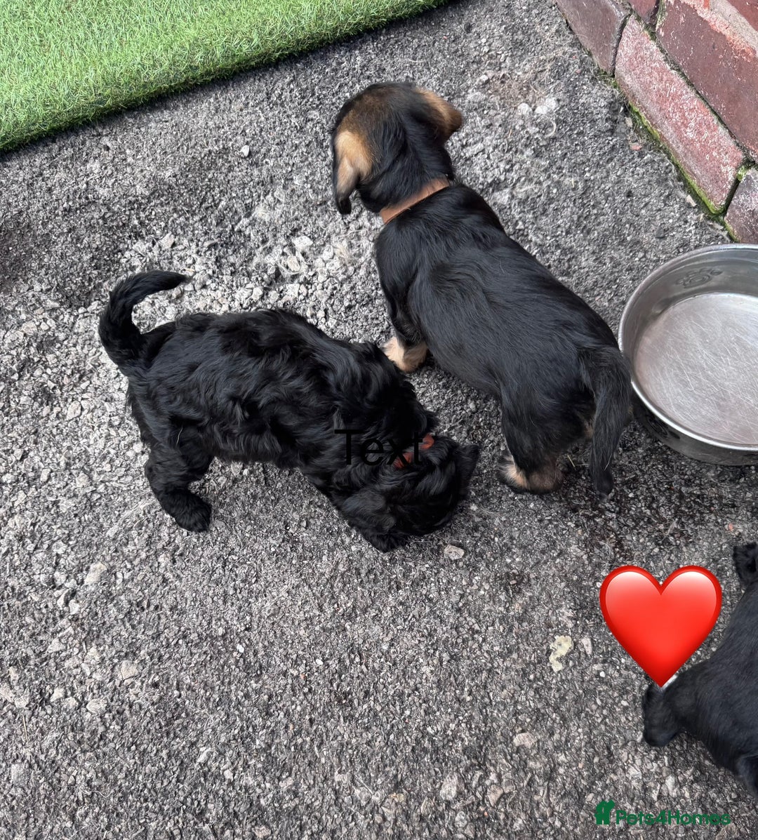 Mixed Breed dogs for sale: 🤎 Miniature Schnauzer X Cockapoo 🤎 - Image 19